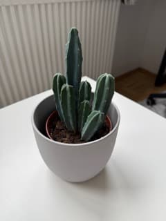 Augmented commerce capture reference